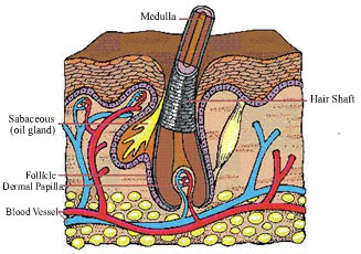 STRUCTURE OF HAIR