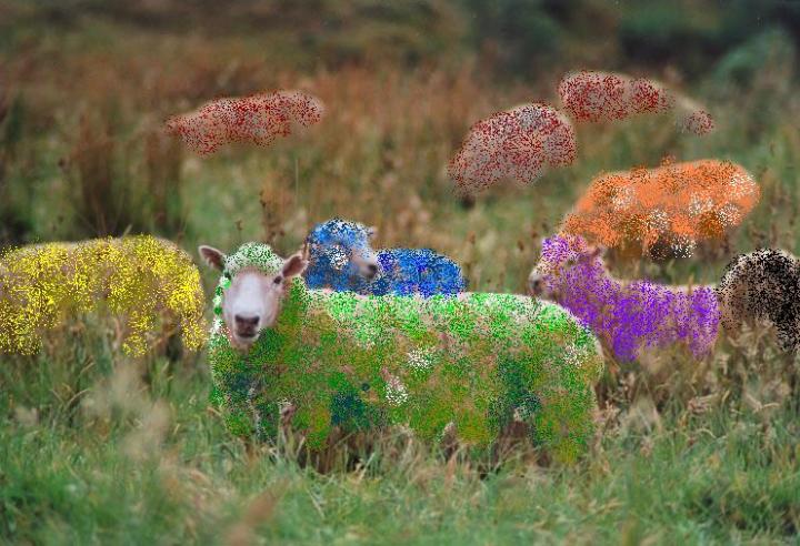colored_sheep colored_sheep