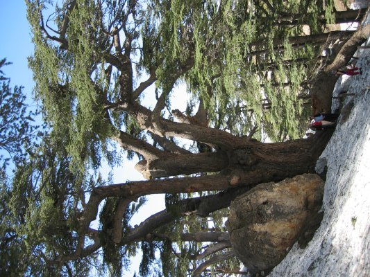 Libanon zeder adriana sassoon