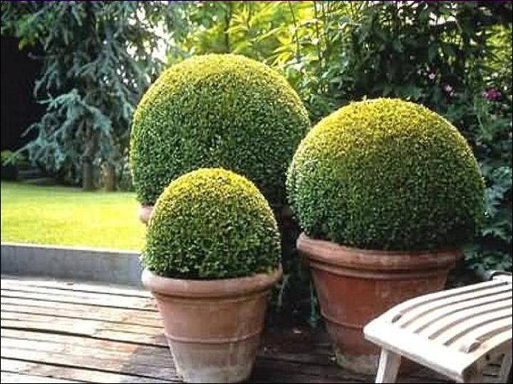 adriana sassoon design topiary brick
