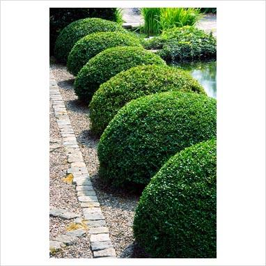 adriana sassoon design topiary garden