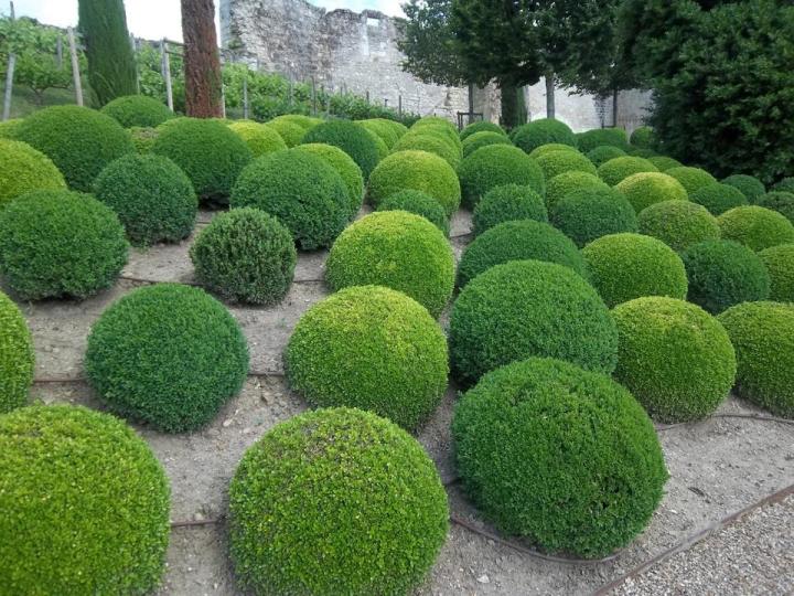 adriana sassoon design topiary plant